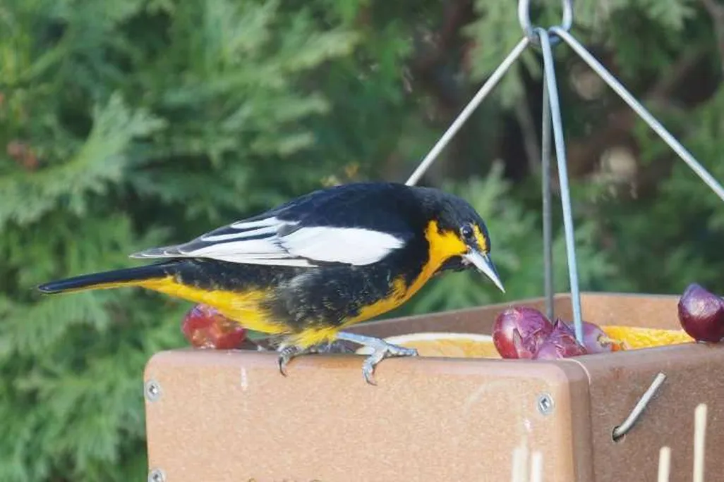 Oriole