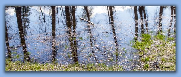 Upside down trees in Lee Metcalf National Wildlife Refuge in Montana thumbnail