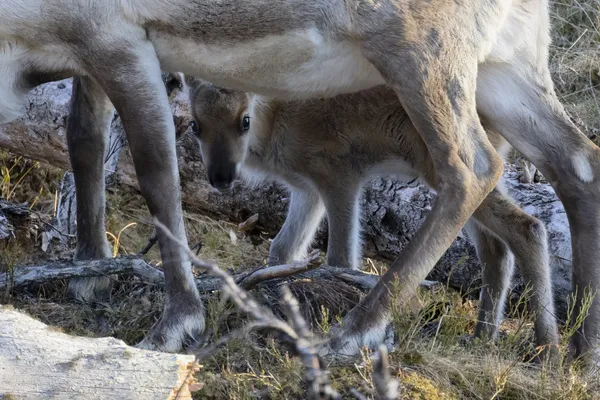 A newly born reindeer calf is hiding behind her mother thumbnail