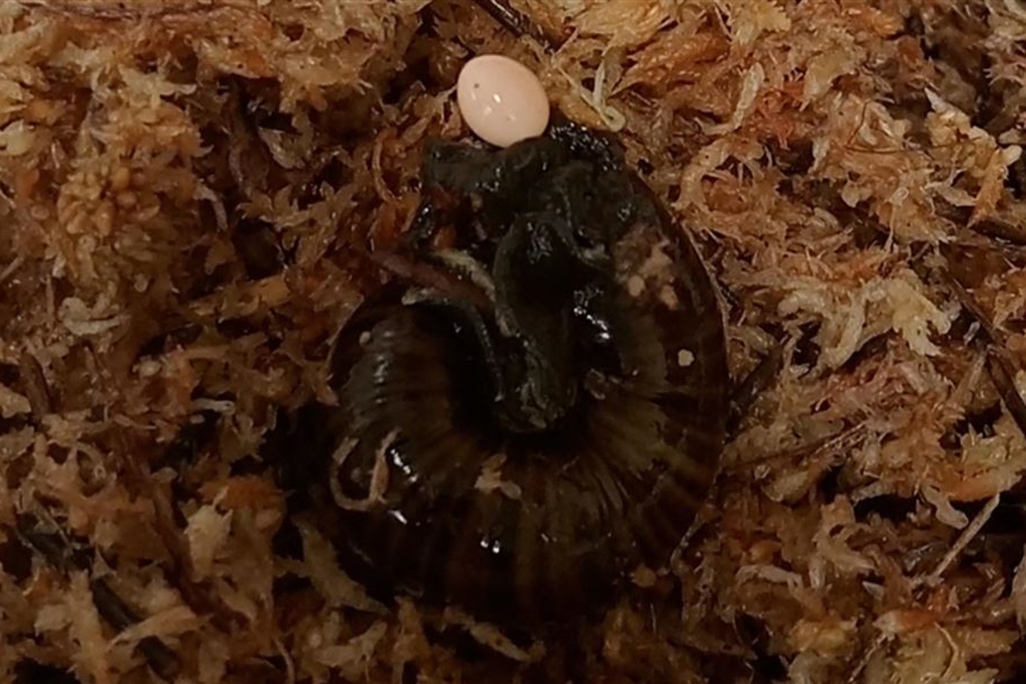 snail laying an egg from its neck