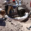 A Hunter Was Out Looking for Deer in West Texas. He Found a Rare Mammoth Tusk Instead icon
