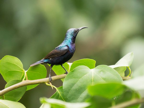 Purple Sunbird (Cinnyris asiaticus) thumbnail