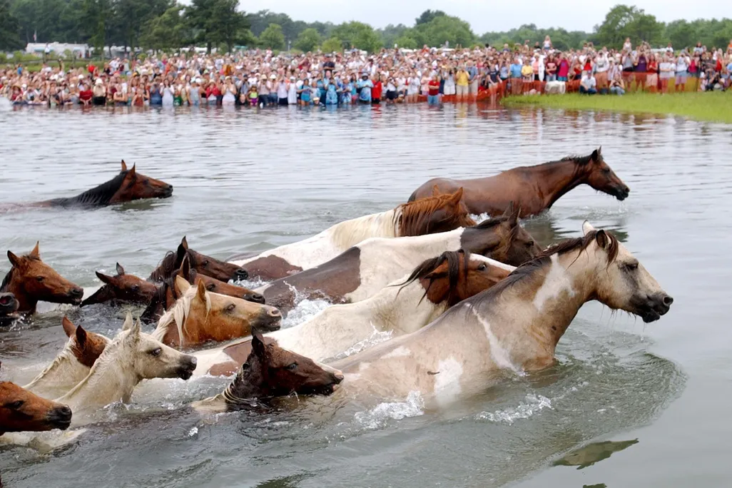 Ponies