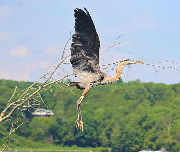 A Great B;ue Heron taking off. thumbnail