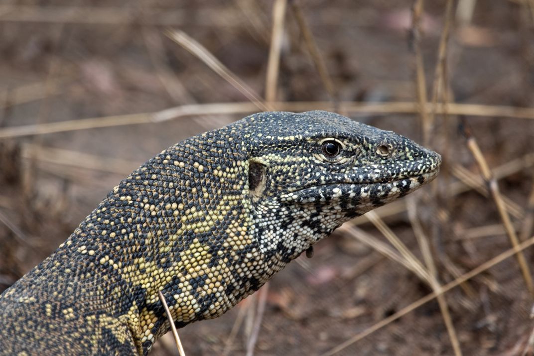 Water Monitor Lizard in Kafue National Park, Zambia Smithsonian Photo