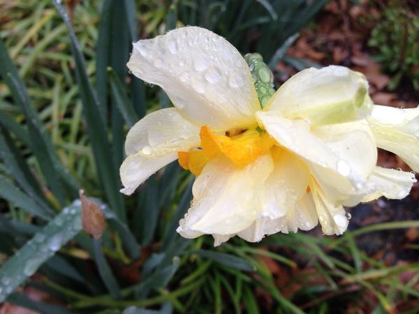 Morning showers on a double daffodil thumbnail