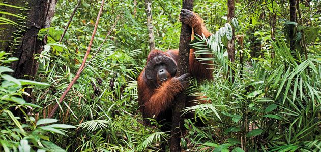 Orangutan reserve