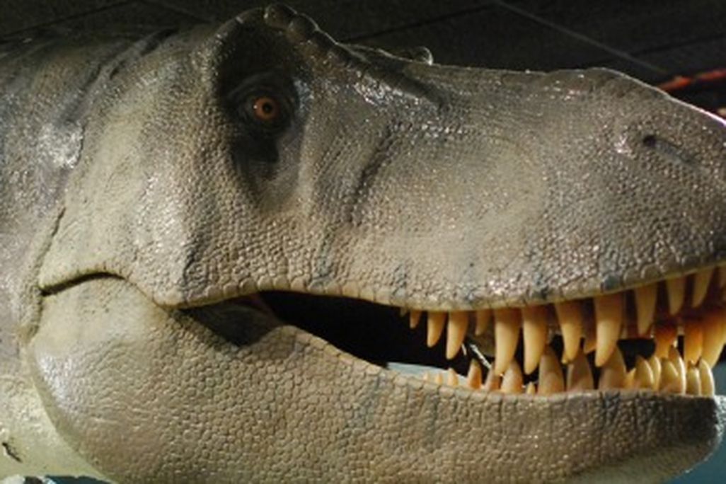 The head of Tyrannosaurus at the Las Vegas Natural History Museum.
