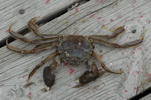 chinese_mitten_crab1.jpg