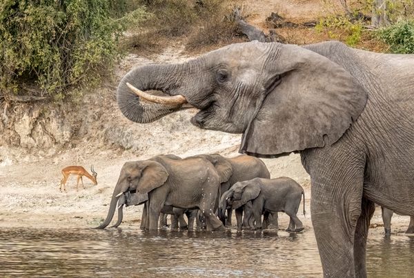 Elephants drinking from Chobe River thumbnail
