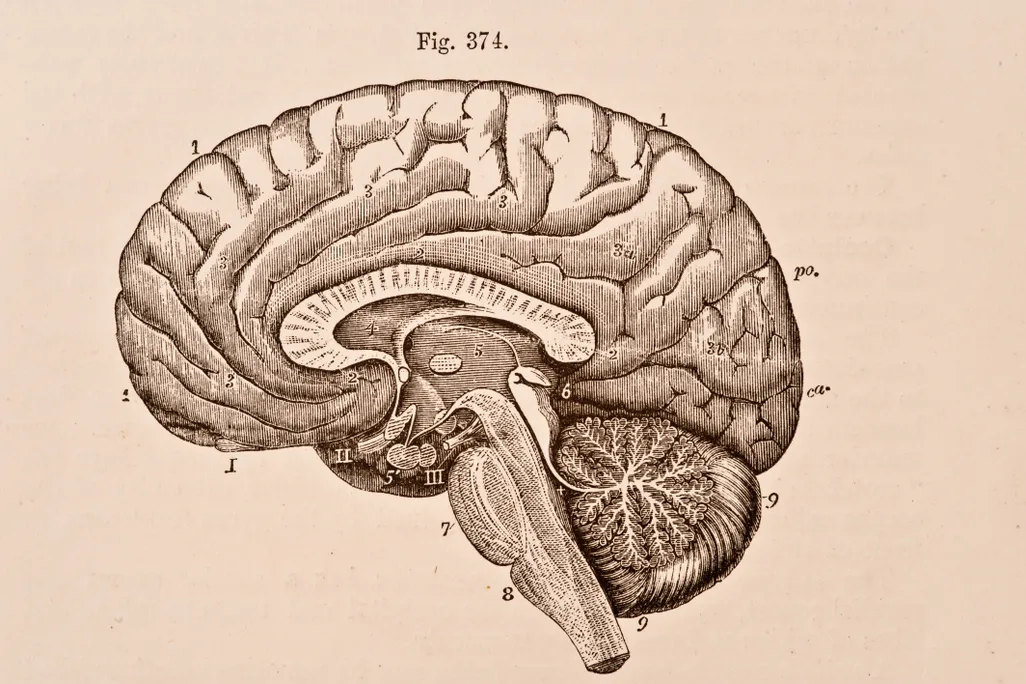 A medical illustration of the right half of a human brain