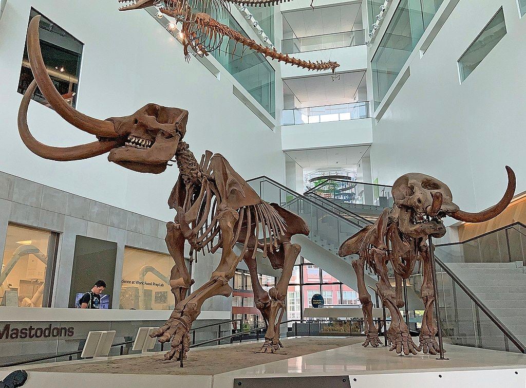 Construction Crews Stumble Upon Mastodon Skeleton in Michigan