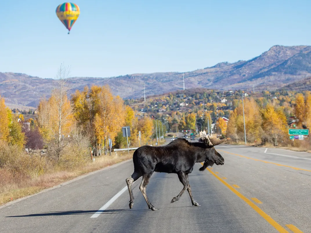 Moose Walks Across Road