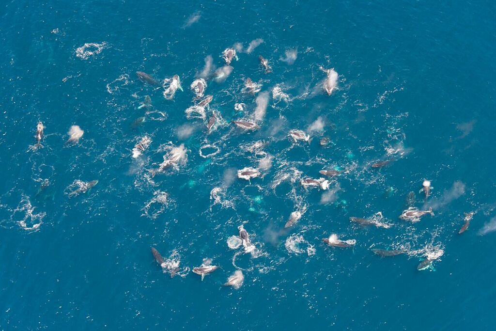 Whale jamboree
