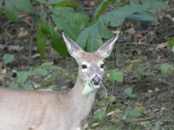 Deer at Lunch thumbnail