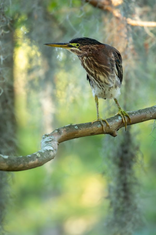 The Perfect Compliment. A Green Heron Frames Itself thumbnail