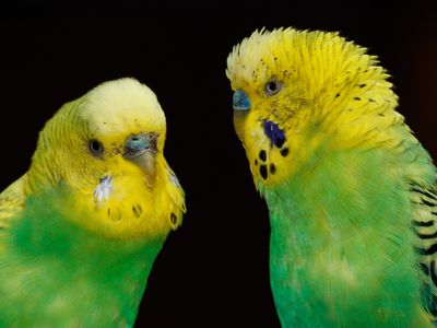 Budgerigars are the only animals known so far to have language-producing centers of neurons akin to those in humans, according to new research.