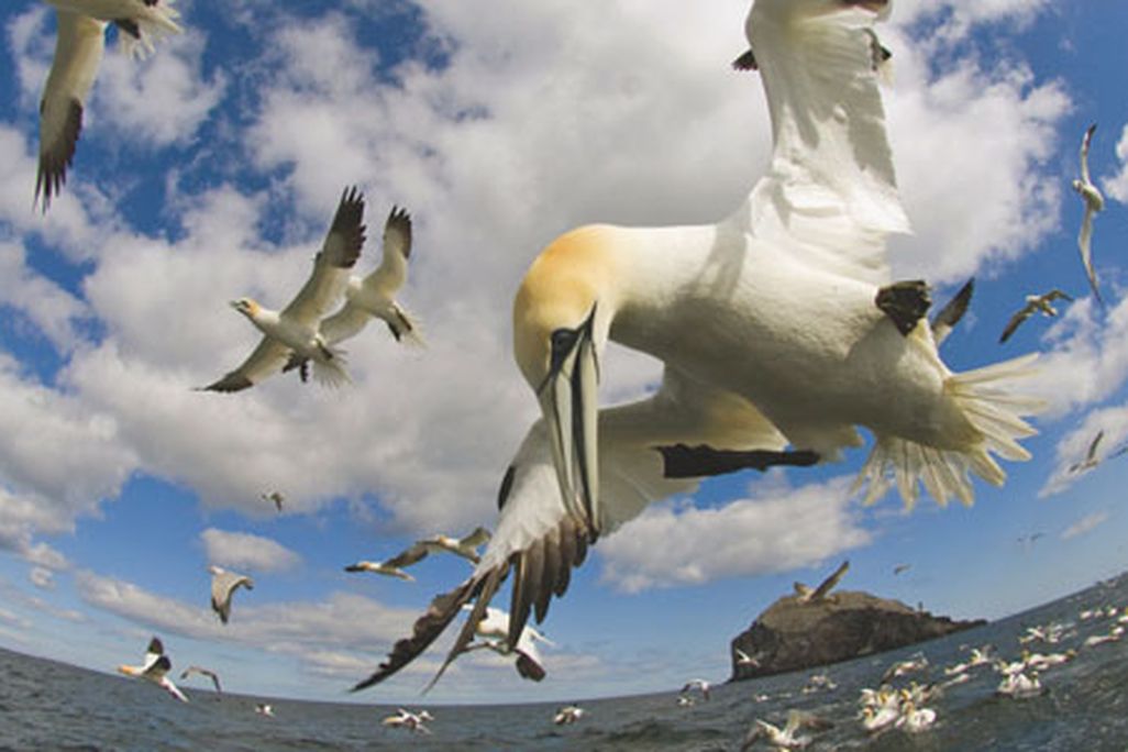 gannet dives