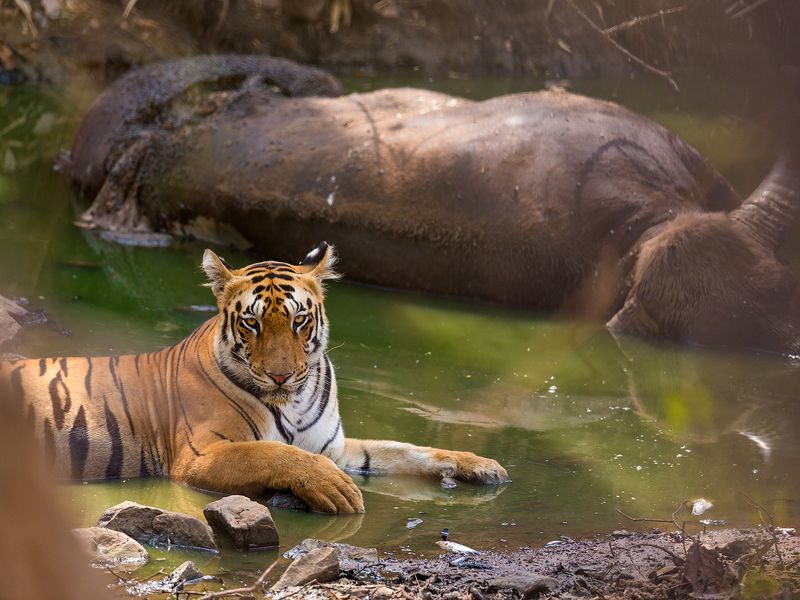 Prey Protection - Bengal Tiger | Smithsonian Photo Contest