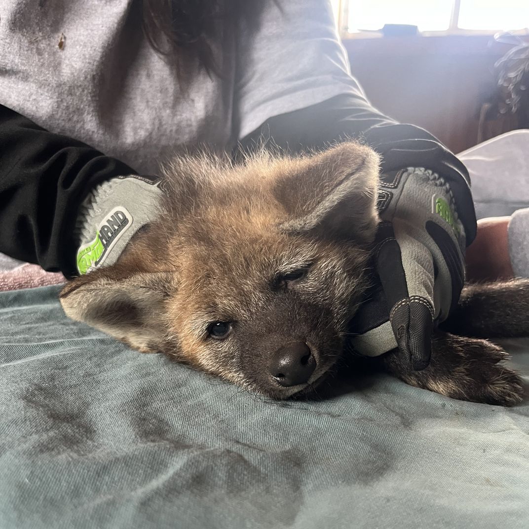 Vet teams examine a small wolf pup on a table covered in soft cloth.