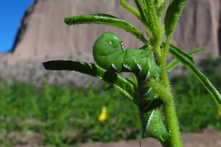A tobacco hornworm caterpillar chowing down on a wild tobacco plant in the Great Basin Desert, Utah