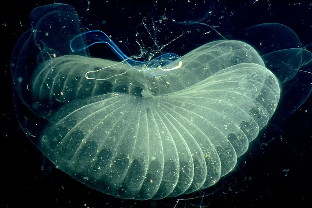 giant larvacean