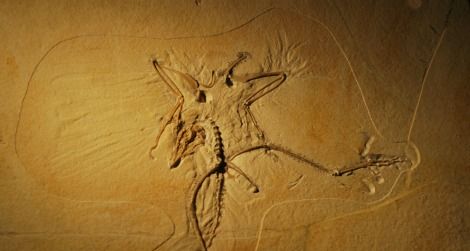 The Thermopolis specimen of Archaeopteryx at the Wyoming Dinosaur Center