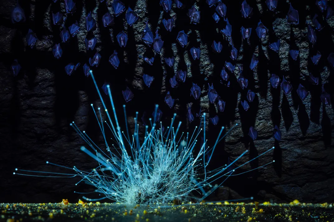 in the foreground, blue spindles of pin mold light up like a little bush, and in the background hibernating bats can be seen all over the walls