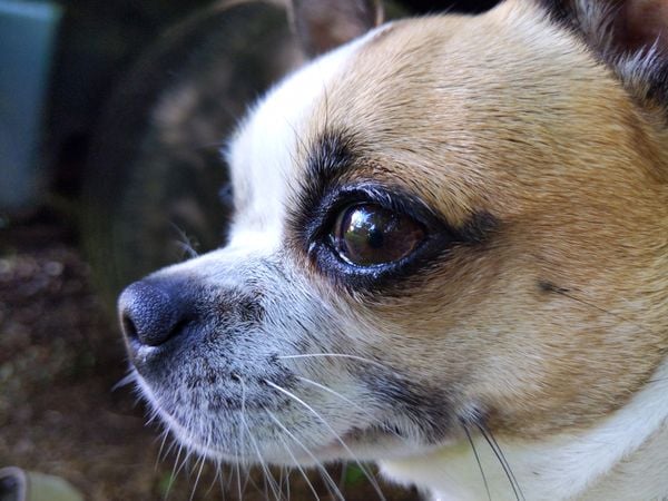 Chihuahua's Gaze thumbnail