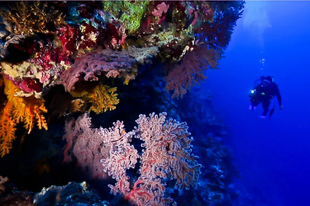 Osprey Reef, one of five reefs that will have have full national park-level protection in Australia.