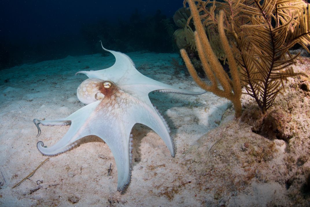 Octopus Cape Smithsonian Photo Contest Smithsonian Magazine 