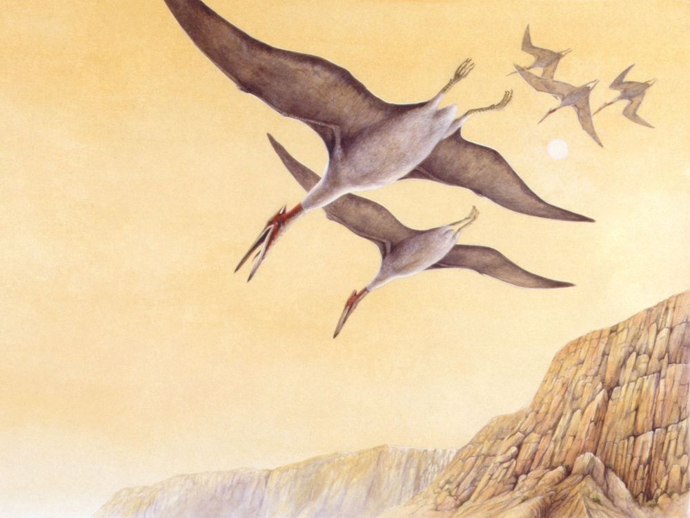 Jet-Size Pterosaurs Took Off from Prehistoric Runways