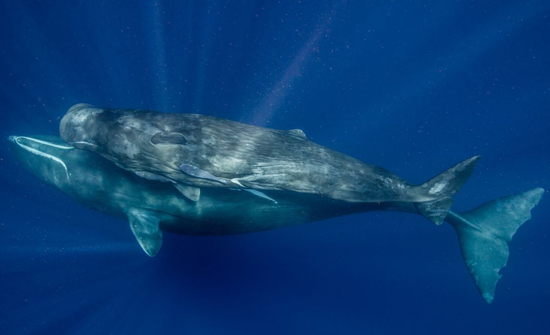 Could We Chat With Whales?