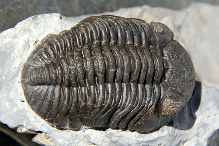 A trilobite, one of the first hard-shelled fossils found after the Cambrian explosion.