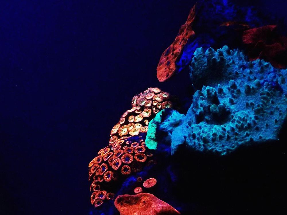 Deep-Water Corals Glow for Their Lives | Smithsonian