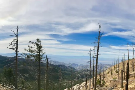 In the Catalina Mountains in southern Arizona, forests struggle to keep up with recent increases in drought and wildfire activity, which are expected to continue due to human-caused climate change.