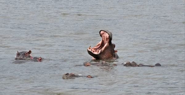 Hippos in Tanzania thumbnail