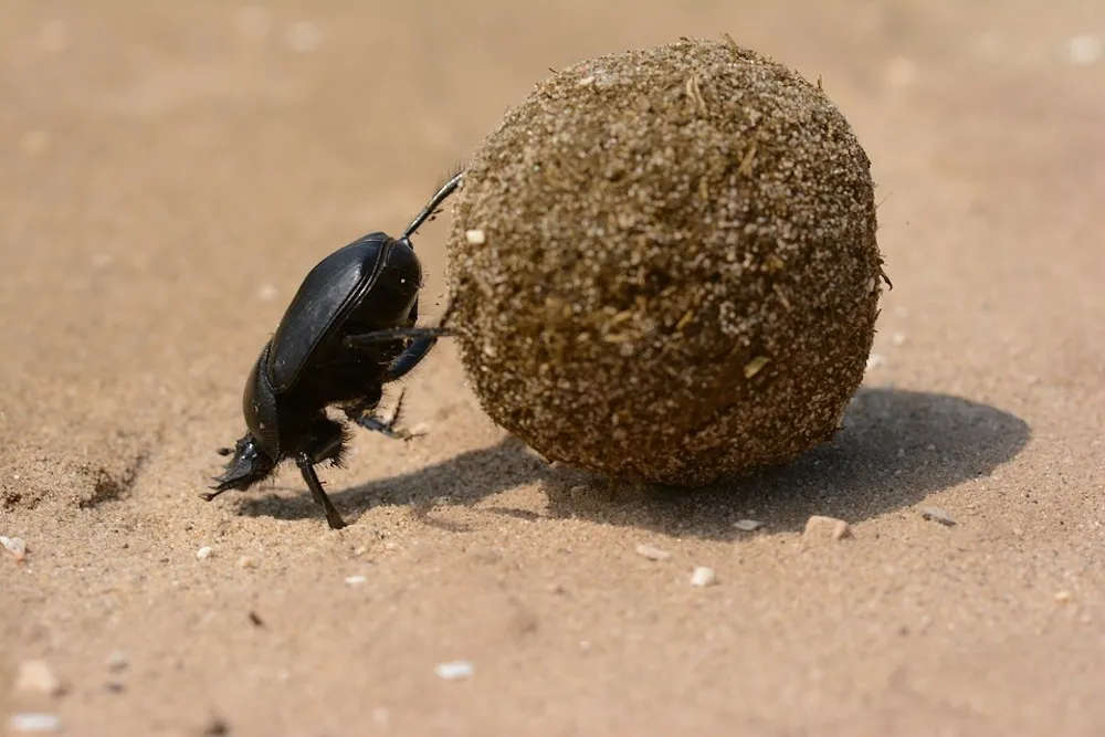Dung Beetle