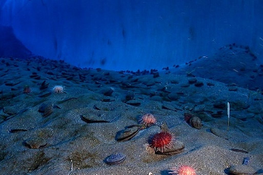 Beneath the seafloor