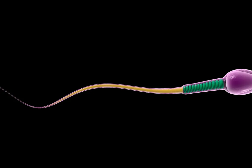 sperm illustration