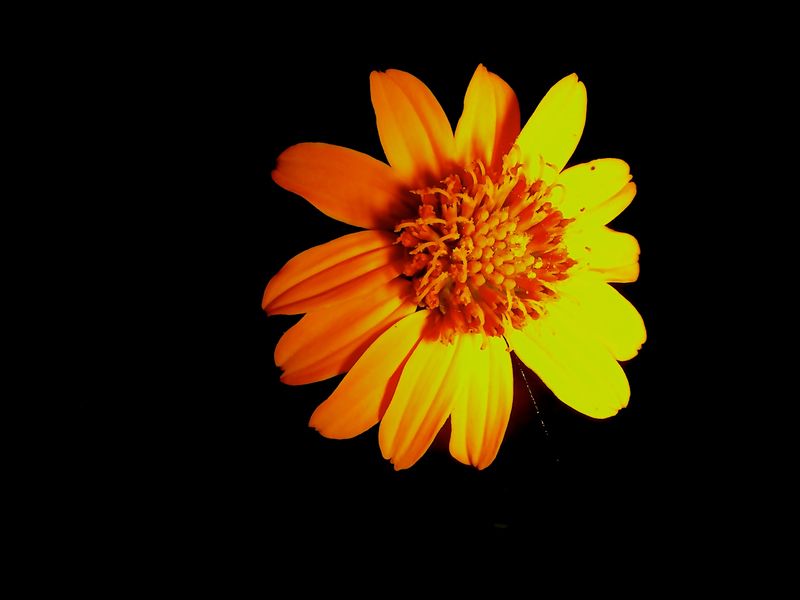 Flower in the dark Smithsonian Photo Contest Smithsonian Magazine
