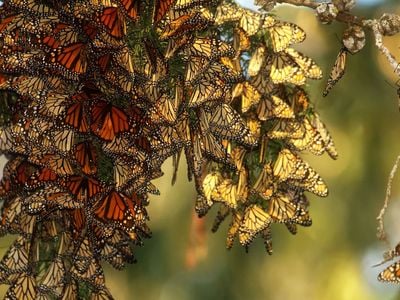 A cluster of western monarch butterflies clings to a branch as it&nbsp;overwinters in California.