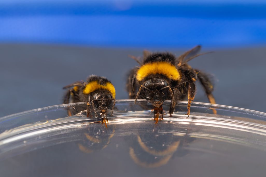 Two fuzzy bees next to each other on a translucent surface