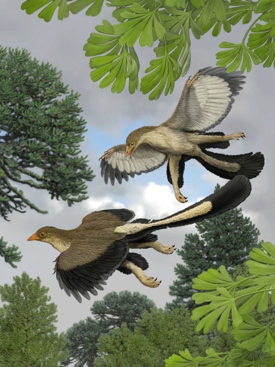 Archaeopteryx