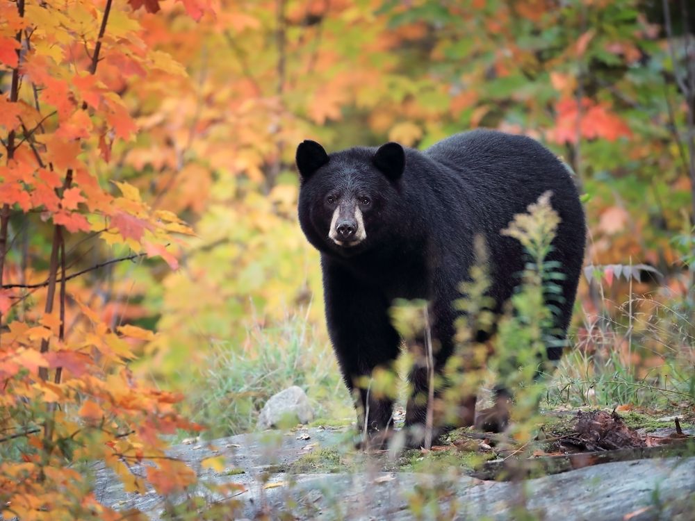 A black bear in the forest looking at the camera during fall