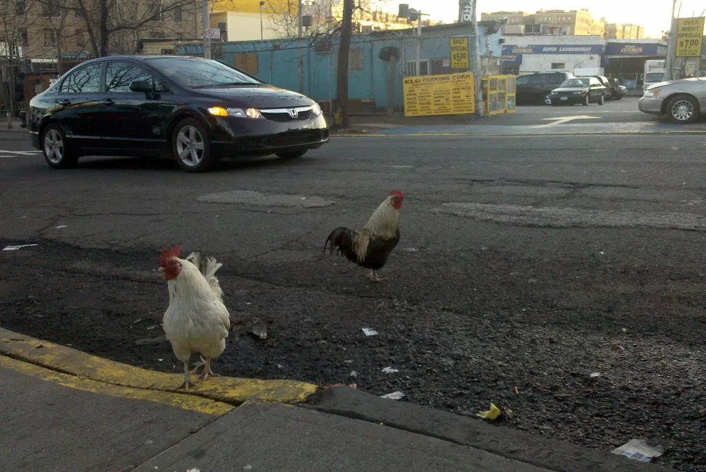 City Chickens