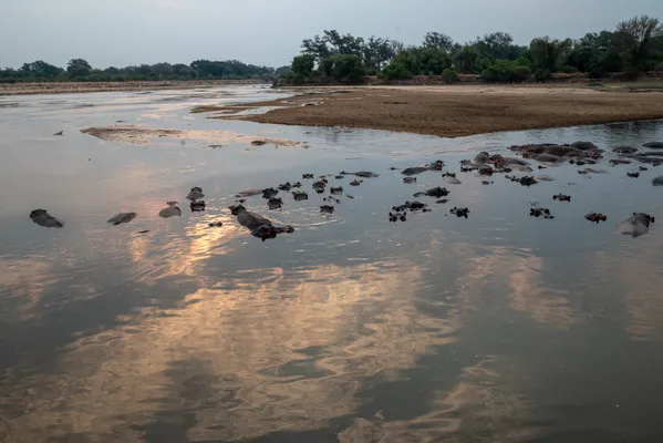 Hippo gathering thumbnail