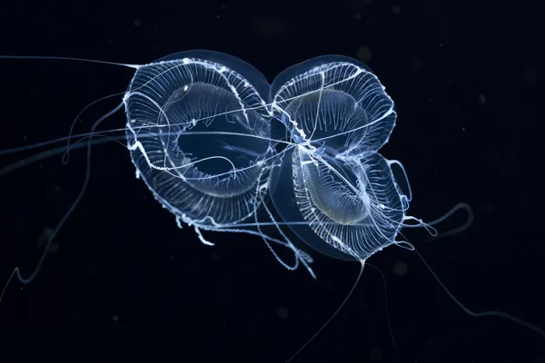 Symmetry in the Dark thumbnail