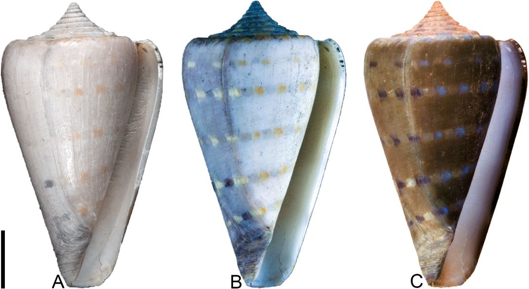 This shell shows the effects of oxidation -- darker colors in the right-hand portion. By Jonathan Hendricks, via PLOS ONE 