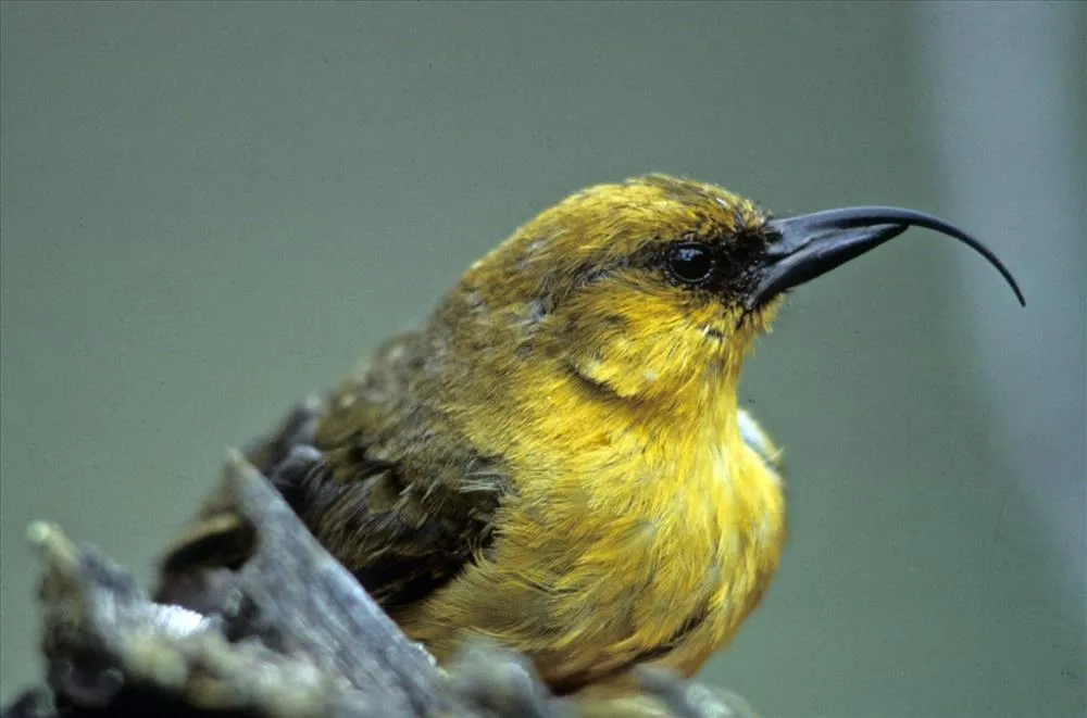 `Akiapōlā`au (Hemignathus monroi) nps.jpg